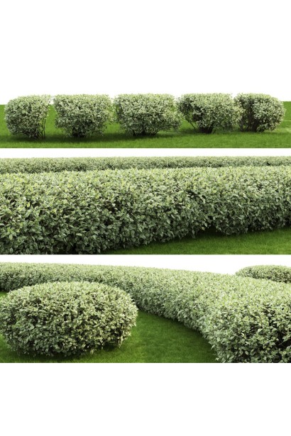 Дерен білий Елегантіссіма